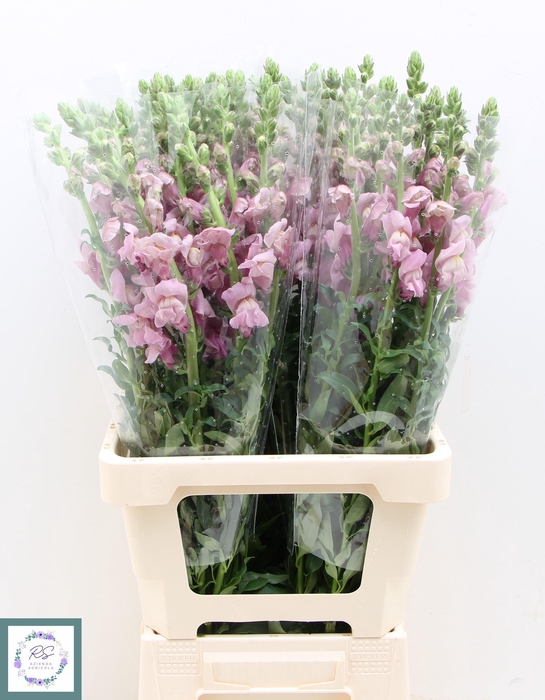 <h4>ANTIR OP LAVENDER</h4>