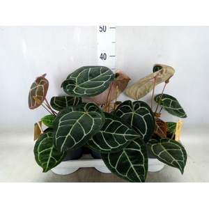 Anthurium cryst. 'Karma Crystal'