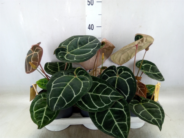 <h4>Anthurium cryst. 'Karma Crystal'</h4>