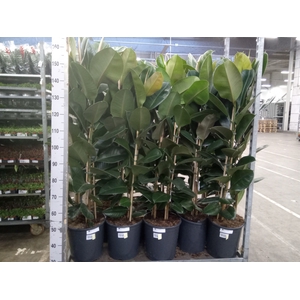 Ficus elastica 'Robusta'