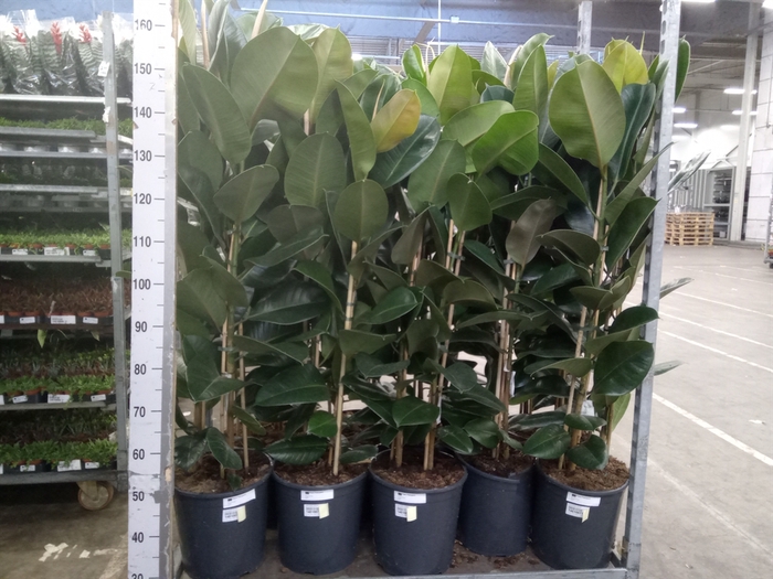 <h4>Ficus elastica 'Robusta'</h4>