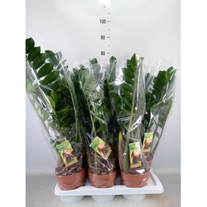 Zamioculcas zamiifolia