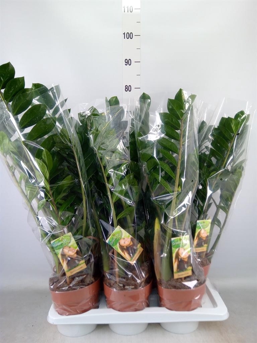 <h4>Zamioculcas zamiifolia</h4>