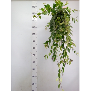Aeschynanthus lobb. 'Variegatus'