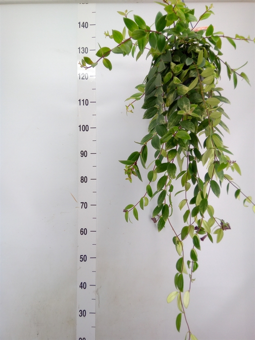 <h4>Aeschynanthus lobb. 'Variegatus'</h4>