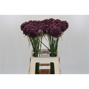 Allium Purple Mystery