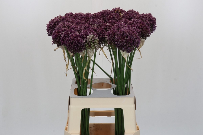 <h4>Allium Purple Mystery</h4>