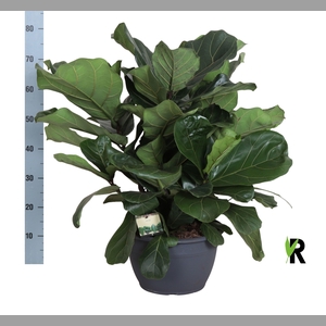 FICUS LYRATA