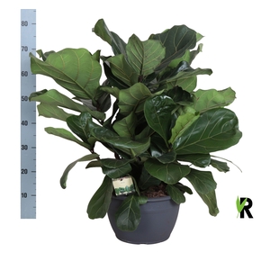 FICUS LYRATA