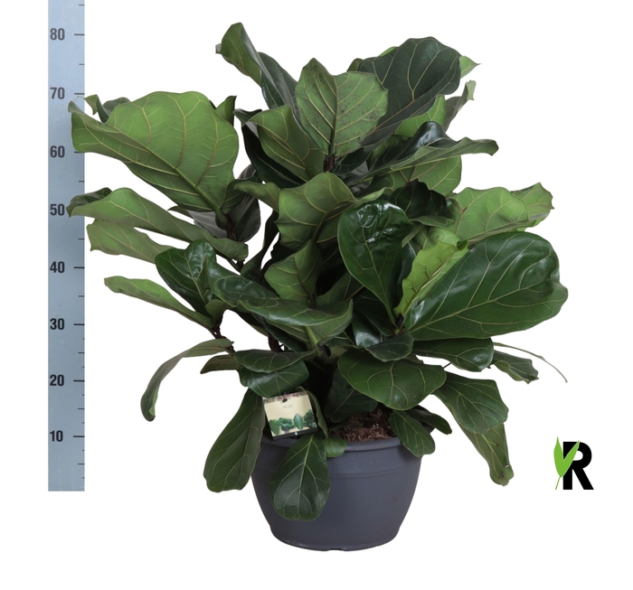 <h4>FICUS LYRATA</h4>