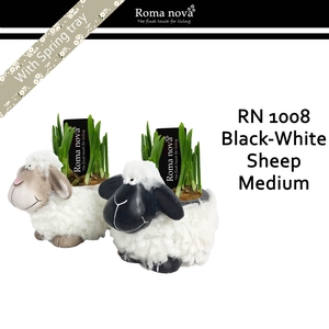 1008 - Black white sheep medium (Tete a Tete)