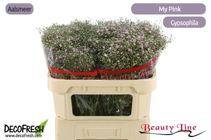 <h4>GYPS PA MY PINK</h4>