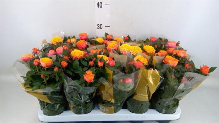 <h4>Rosa 'Firebird Kordana Grande'</h4>