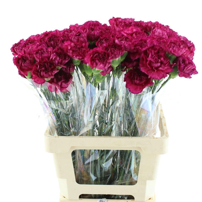 <h4>DI ST PURPLE SKY</h4>