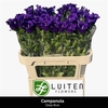Campanula Cham Blue