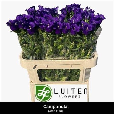 <h4>Campanula M Champion Blue</h4>