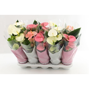 Anthurium Pastel mix in Couture sleeve