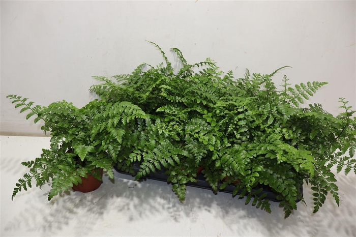 <h4>Asple Parvati</h4>