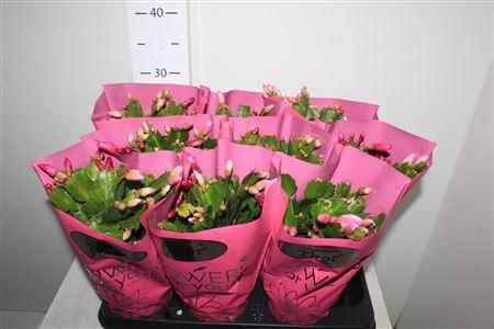 <h4>Schlumb Ov 45+ Rose</h4>