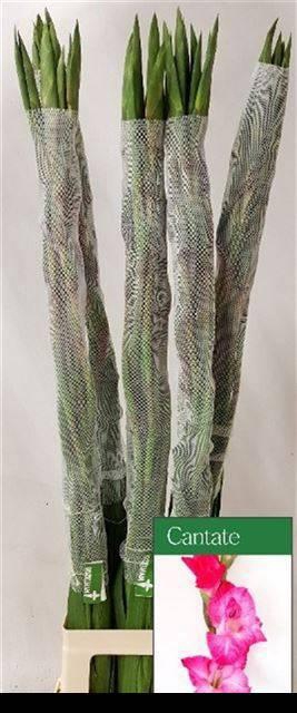 <h4>GLAD GR CANTATE</h4>