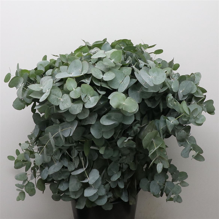 <h4>Euca Cinerea P Stem 70cm Spray (5stems P Bunch)</h4>