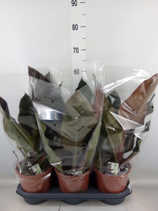 <h4>Philodendron  'Imperial Red'</h4>