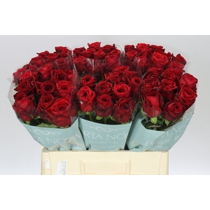 Rosa Gr Red Naomi A2 Porta