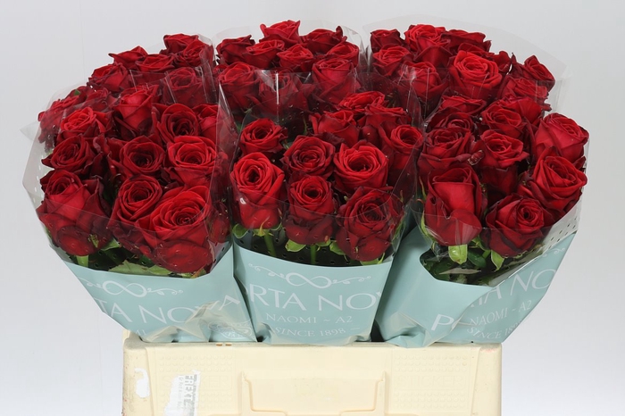 <h4>Rosa Gr Red Naomi A2 Porta</h4>