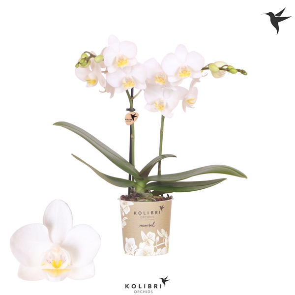 <h4>Kolibri Phal 2-Tak Norway</h4>