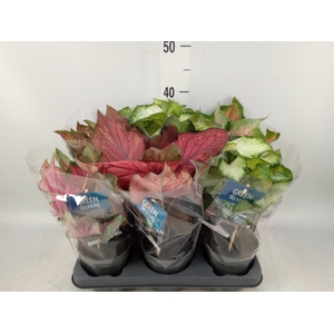 Caladium   ...mix