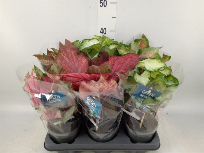 <h4>Caladium   ...mix</h4>