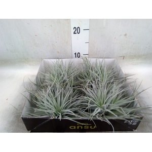 Tillandsia