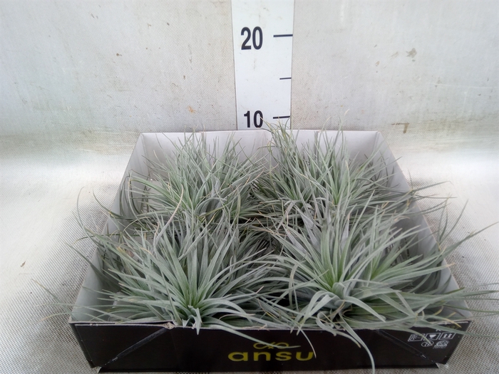 <h4>Tillandsia</h4>