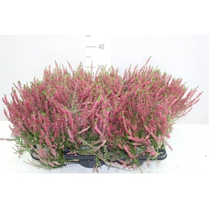 Calluna Beauty Ladies Rood