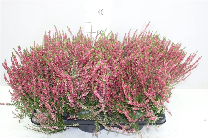 <h4>Calluna Beauty Ladies Rood</h4>