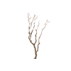 Syringa Branch Super Weinberg