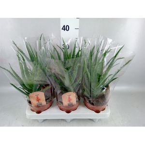 Aloe arborescens