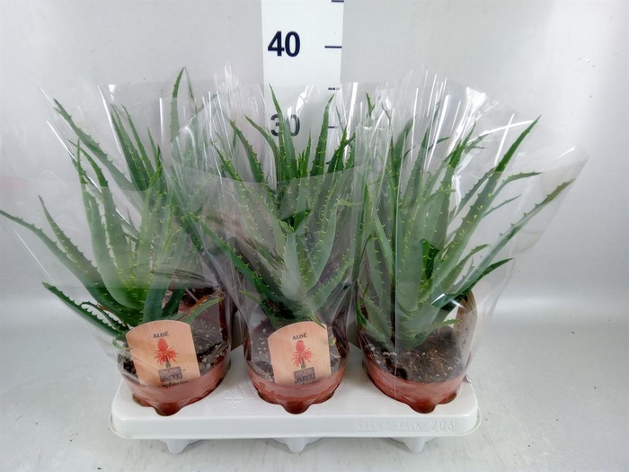 <h4>Aloe arborescens</h4>