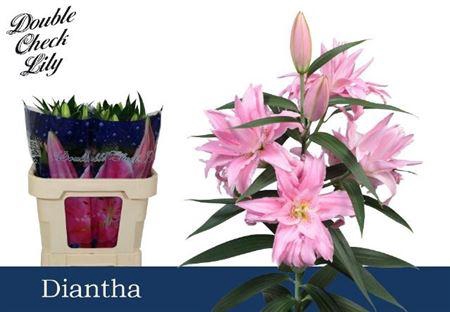 <h4>Li Or Du Diantha</h4>