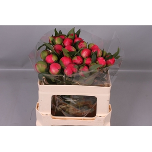 Paeonia Coral Charm | Heavy Quality