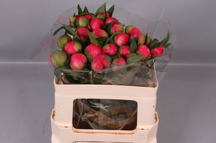 <h4>Paeonia Coral Charm | Heavy Quality</h4>