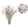 LIMONIUM KLARA SILVERY 060 CM PINK