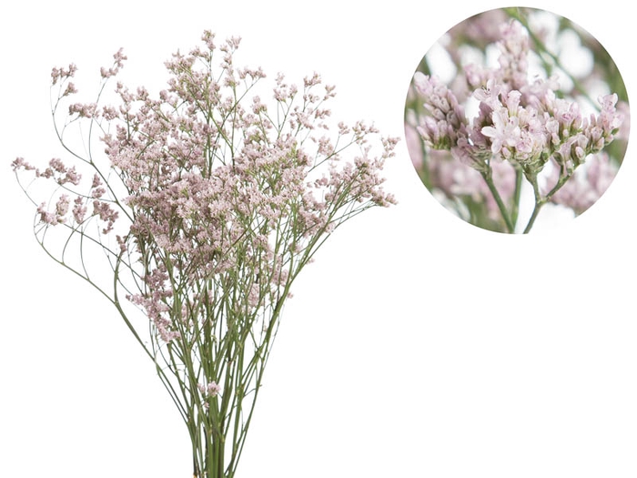 LIMONIUM KLARA SILVERY 060 CM PINK