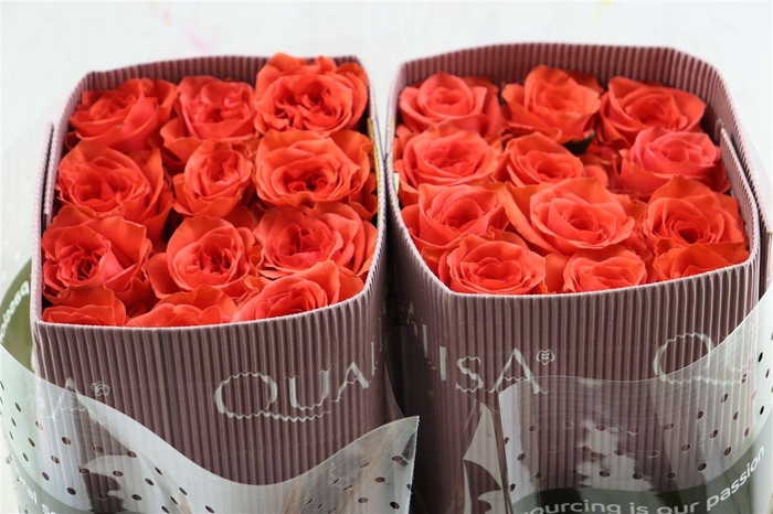 <h4>R Gr Orange Enigma</h4>