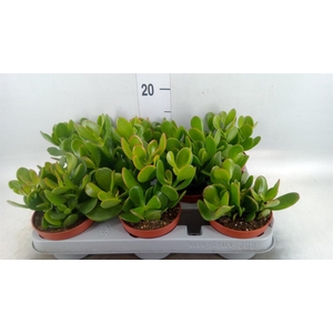 Crassula ovata