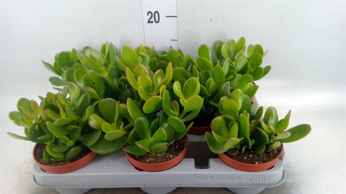 <h4>Crassula ovata</h4>