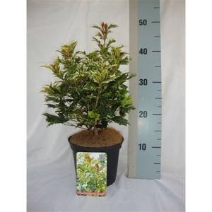 Osmanthus heterophyllus 'Goshiki'