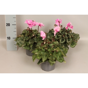Cyclamen Super Serie Merengue Neon Pink