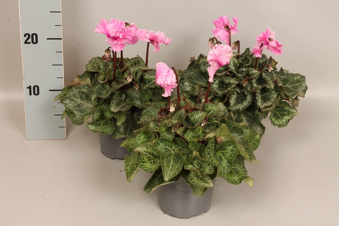 <h4>Cyclamen Super Serie Merengue Neon Pink</h4>