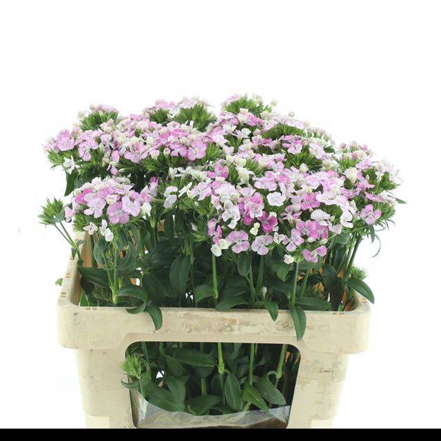 <h4>DI BARB AM ROSE</h4>
